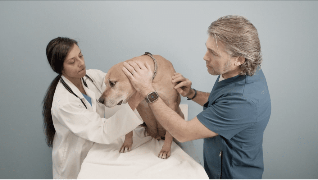 A female veterinarian with dark hair is wearing a white coat and observing a large dog. A male veterinary technician wearing dark grey blue scrubs is also observing the same dog.